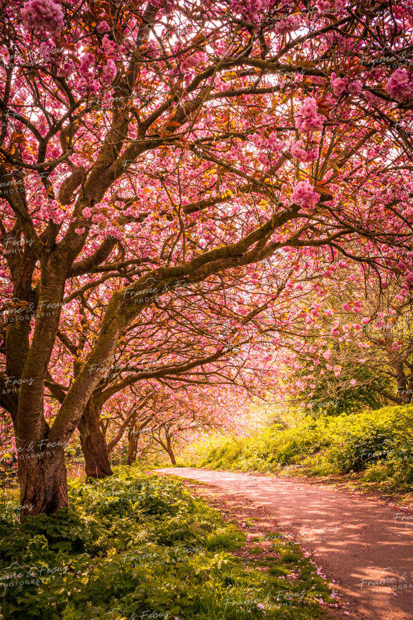 To buy a print or any of the below please click on the images